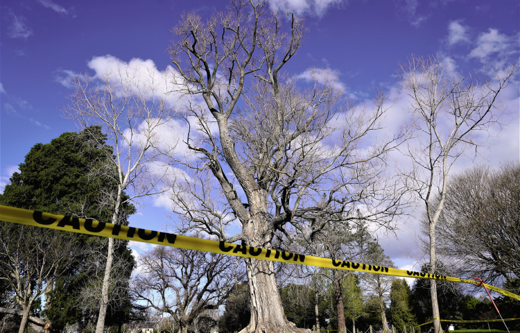 Action on notable poplar tree aims to preserve and make safe