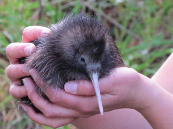 Ambitious plan will see 200 kiwi released in Pohokura Forest