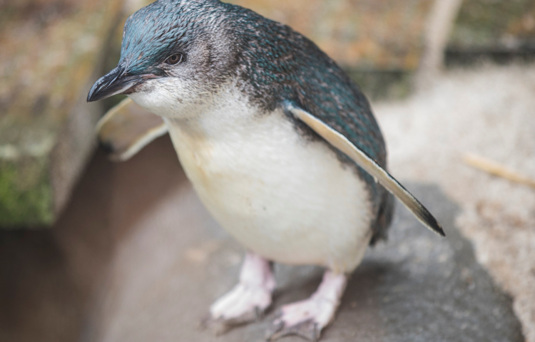 And the Penguin of the Year is...