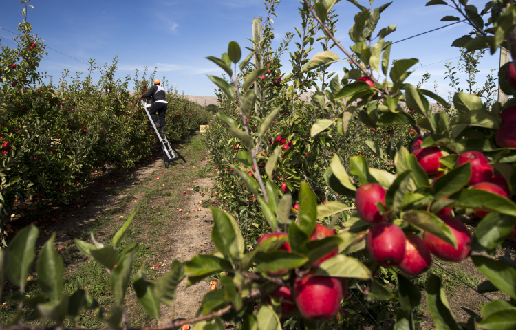 Bay growers ask for government help as seasonal labour shortage looms