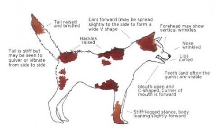 Bay health staff get top tips on avoiding dog bites