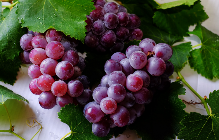 Bay winegrowers celebrate an exceptional vintage