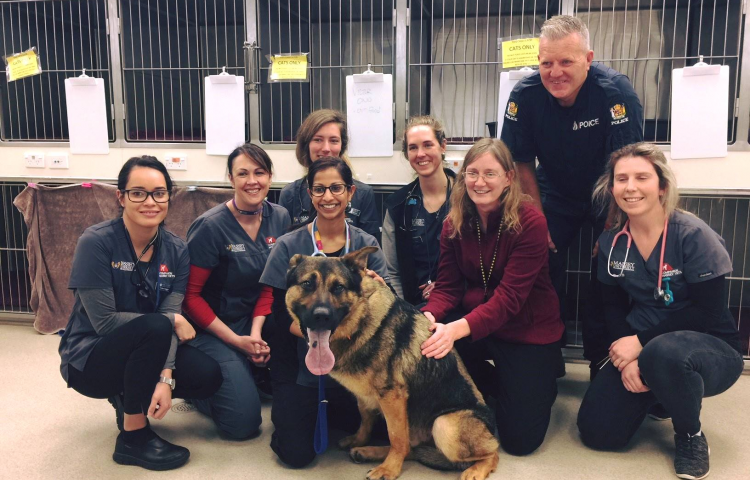 Brave Bay police dog Dirk finally passes