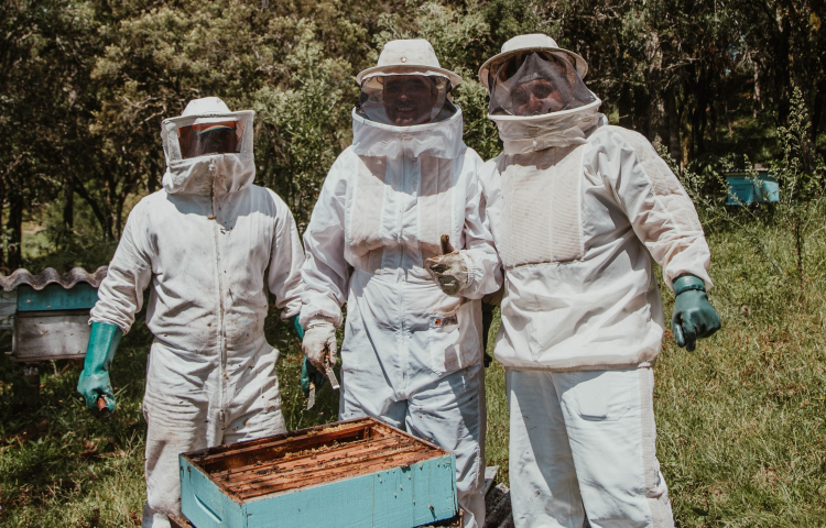 Burglars steal 82 beehive boxes from Napier business