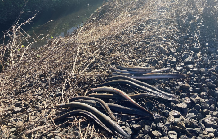 Cause of dead eels found at Ruahapia Stream under investigation