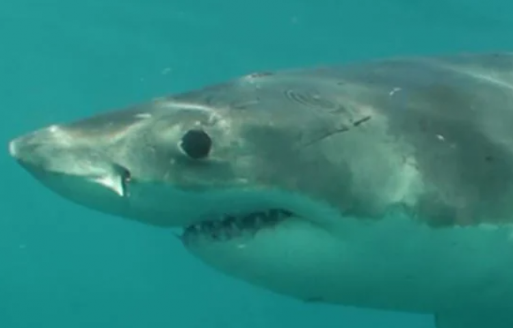 Decapitated great white shark highlights concerns at Mahia