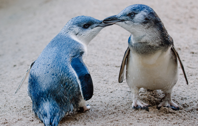 Deep dive into penguin life this Seaweek