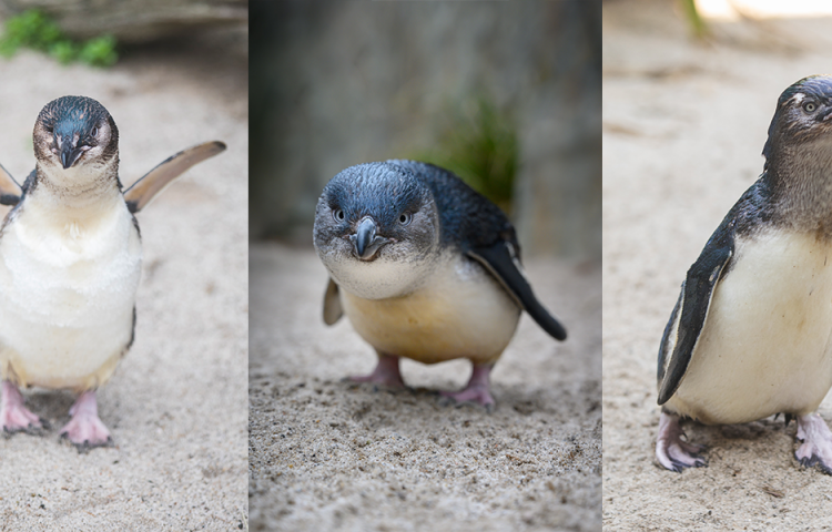 Did your flippered favourite make the final?