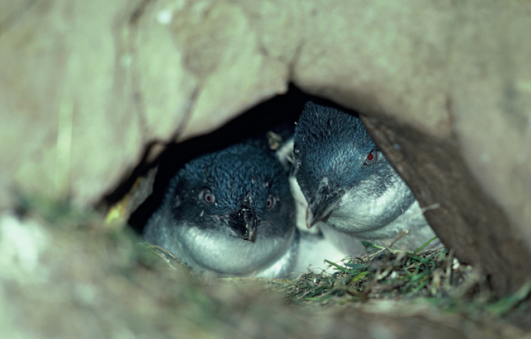 DOC reminds public 'Penguins aren’t playthings' after reports of illegal handling.