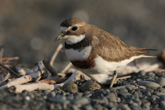 Endangered shorebirds breeding season begins.