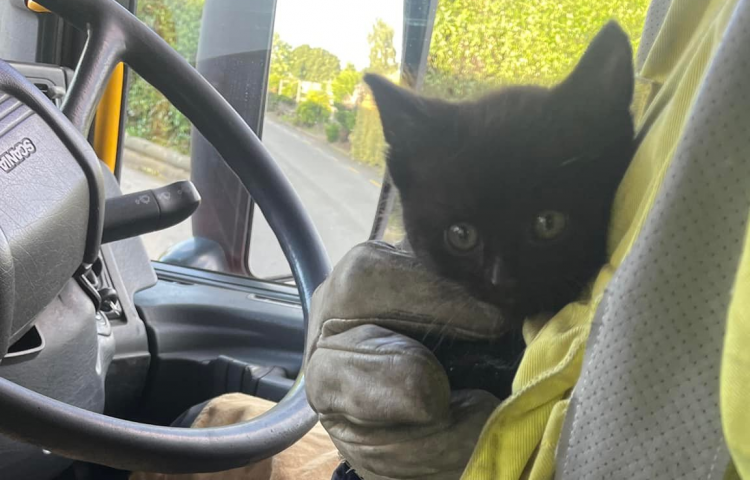 Firefighters rescue 'Smokey' the kitten from Hastings stormwater drain