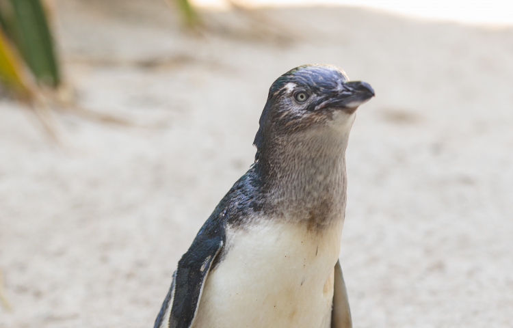 Fourth time's the charm for 'Mo' named Penguin of the Year