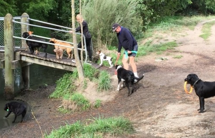 Fun for dogs at Paws at Pākōwhai this weekend