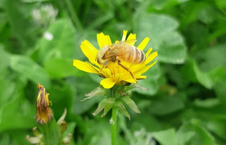 Gardening: Creating a ‘bee-friendly’ garden