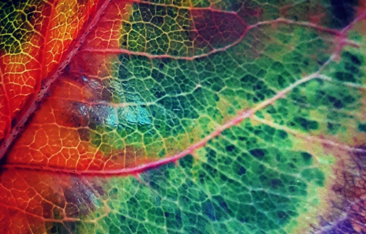 Gardening: Now’s the time to prepare for spring