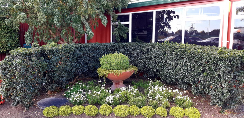 Gardening: Planting a new hedge
