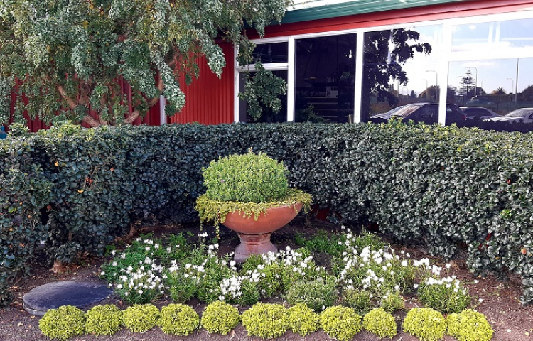 Gardening: Planting a new hedge