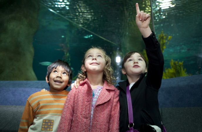 Half price offer for Friends of Aquarium membership
