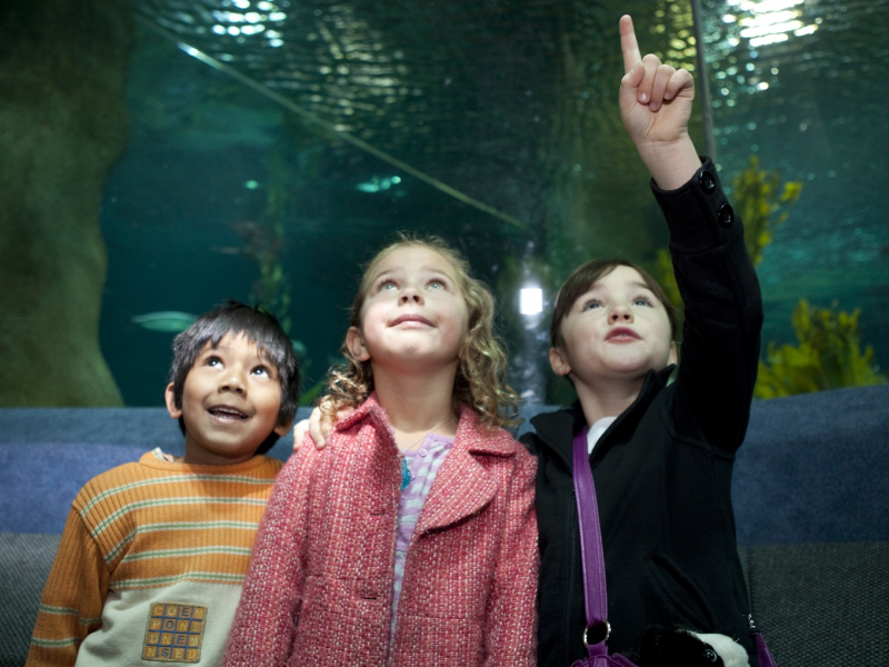 Half price offer for Friends of Aquarium membership