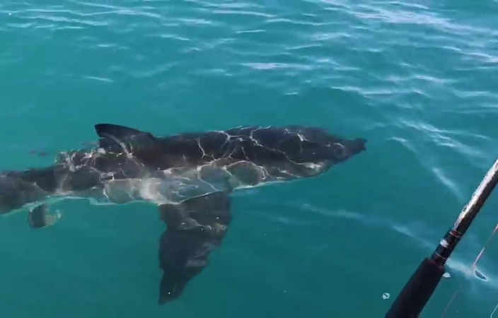 Hawke's Bay fishermen have "unreal" encounter with Great White Shark