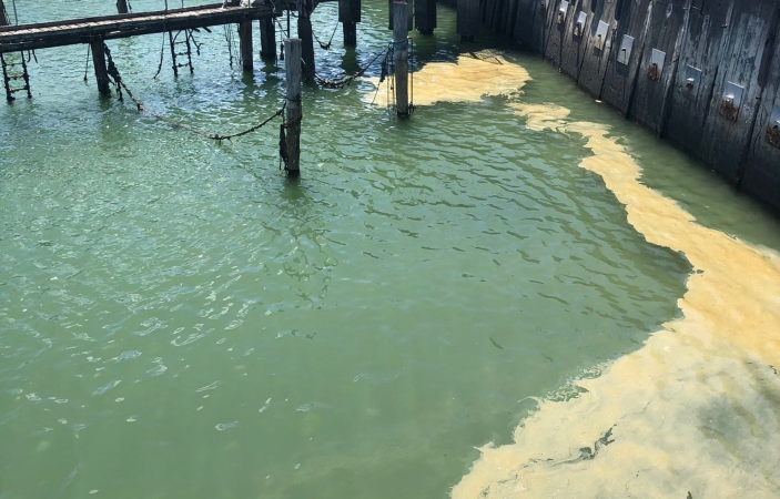 Hawke's Bay Regional Council labels inner harbour oil spills as "disappointing"