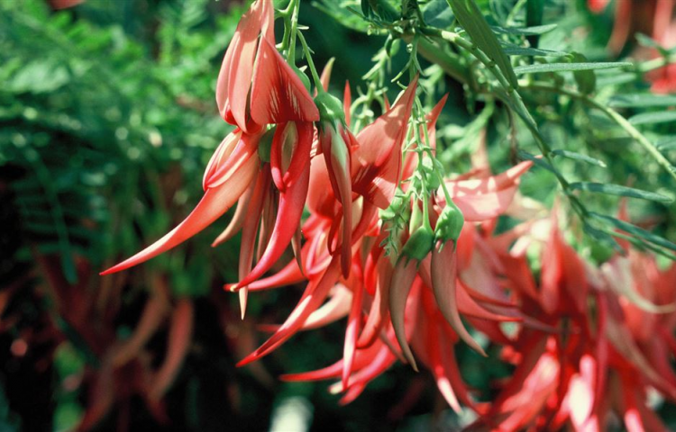 Hope blooms in Wairoa for rare kākābeak plant