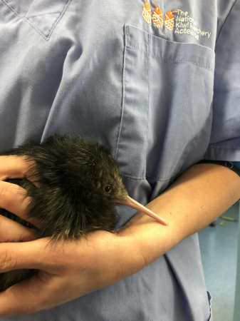 Horse the kiwi chick starting life with a light footprint