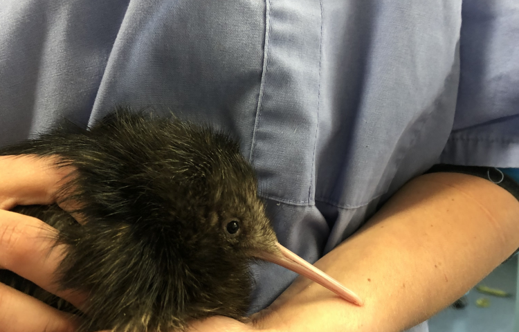 Horse the kiwi chick starting life with a light footprint