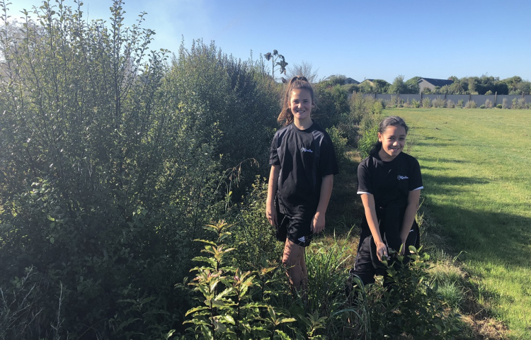 Hundreds of student-inspired trees going in