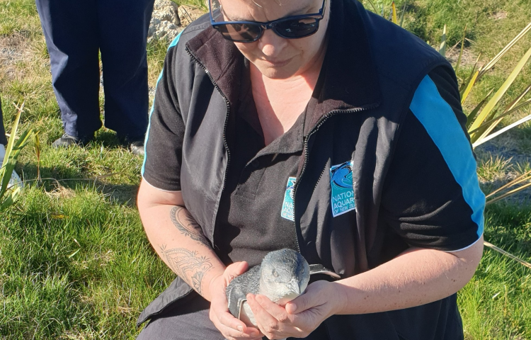 Injured Kororā recovers and returns to the wild