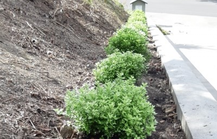 Gardening: Landscaping plants for difficult locations