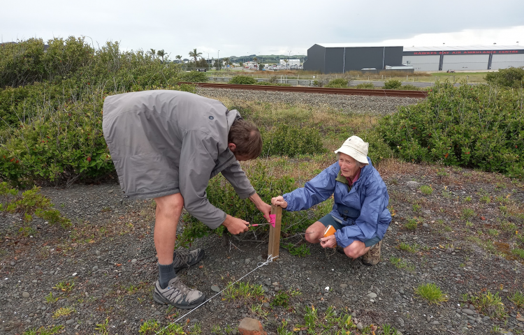 More than 200 native plants marked at Westshore