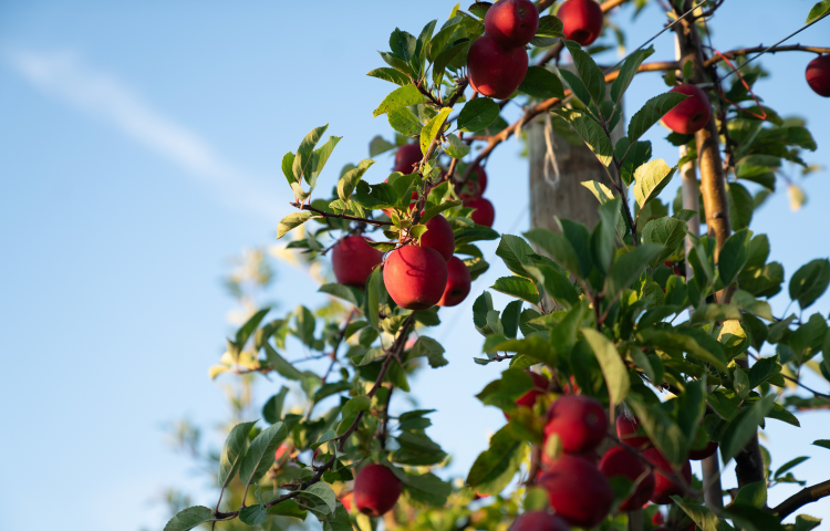 MyFarm launches new $9.3m Hawke’s Bay Rockit apple syndicate