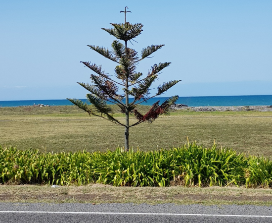 Mystery surrounds poisoning of Norfolk pines in Napier
