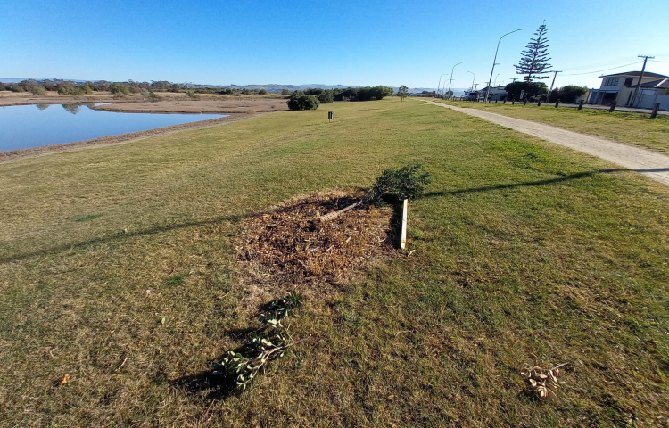 Napier City Council "disappointed" six native Rātā trees destroyed and dumped