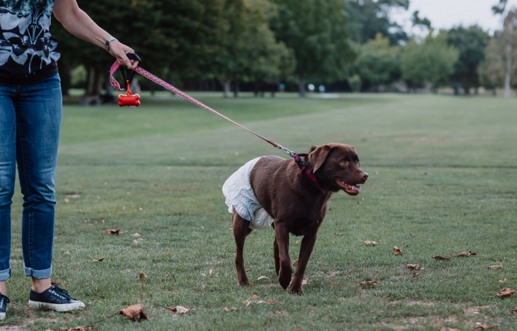 Napier City Council gets into the April Fools spirit