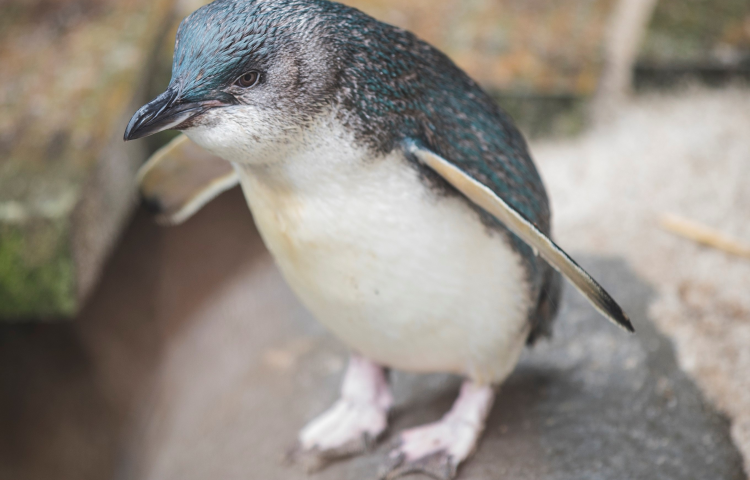 National Aquarium’s Penguin of the Year finalists revealed