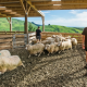 Patterson promoting NZ's wool sector at International Congress