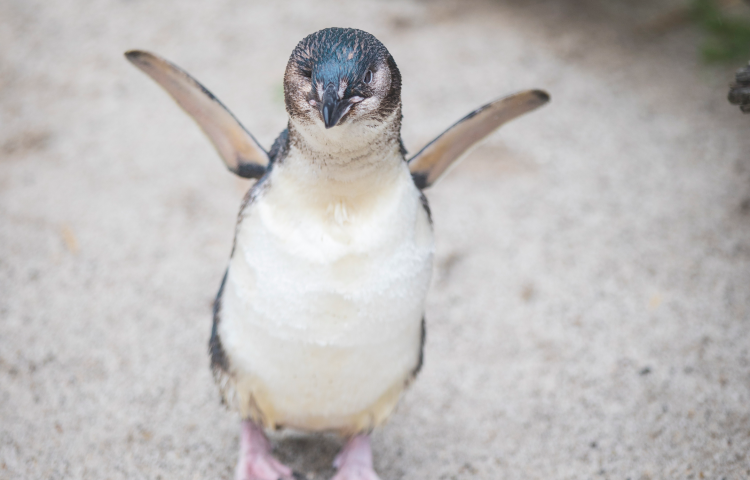 Penguin of the Year winner announced. And the winner is...