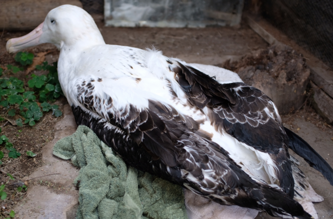 Plastic bottle found in stomach of emaciated albatross