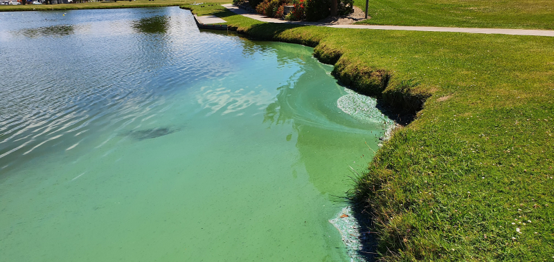 Potentially harmful algal bloom found at Anderson Park