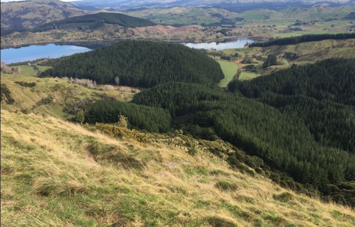 Proposal to replant Tūtira Regional Park with mix of natives and pine