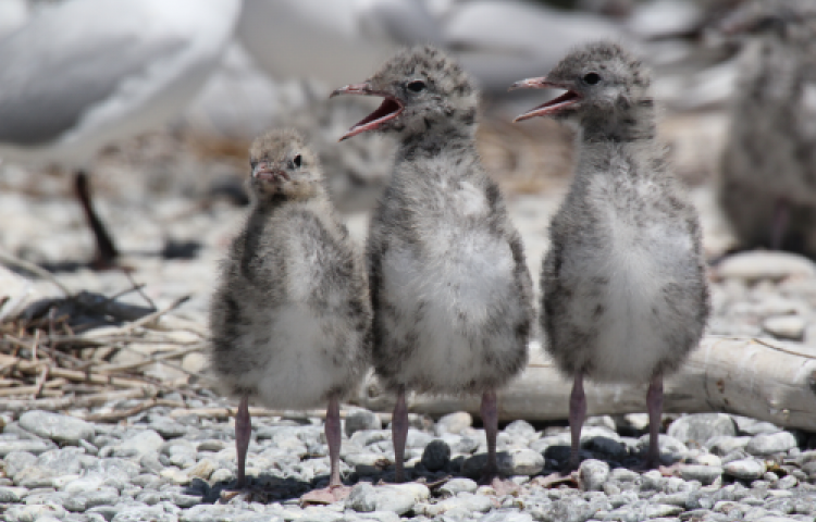 Public asked to give black-billed gulls a wide berth