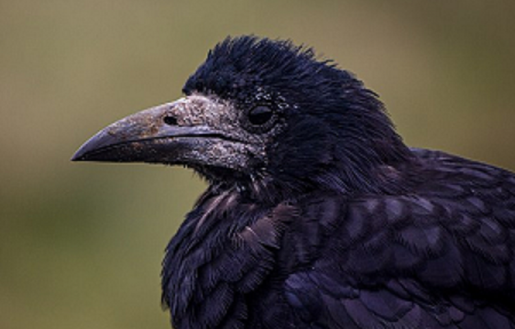 Public warned not to handle lost rook bait