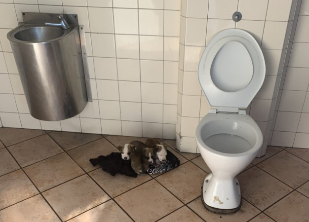 Puppies abandoned in Napier public toilet
