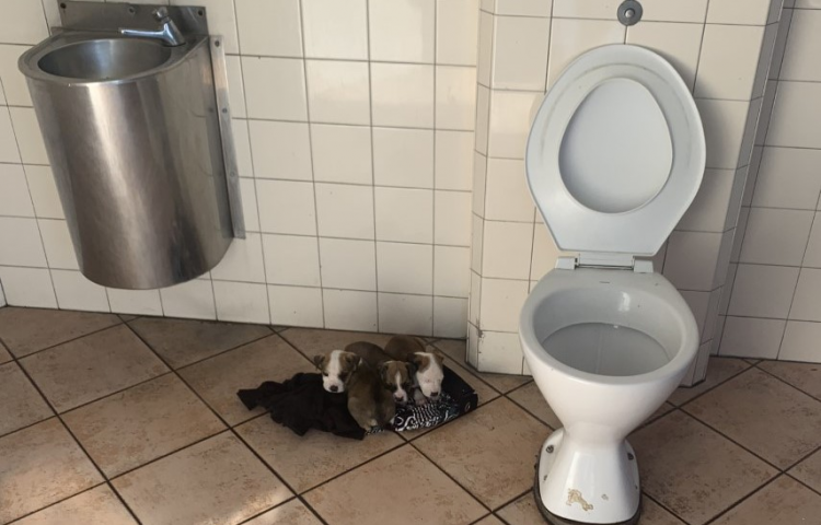Puppies abandoned in Napier public toilet