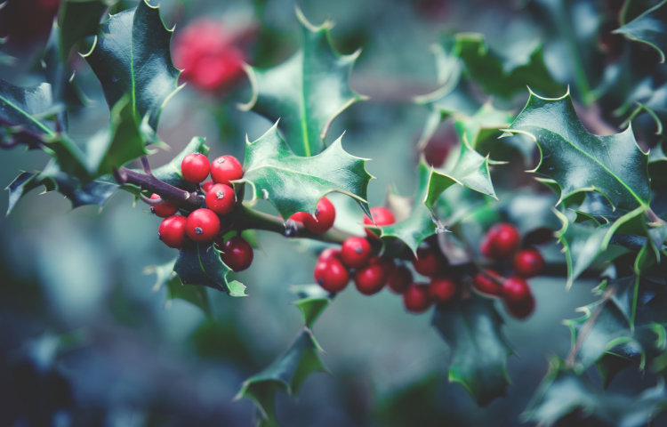 Red Cross holding Mistletoe Market in Hastings on Thursday