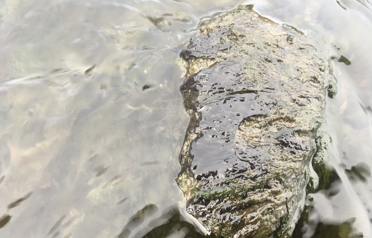 Regional Council urges public to keep away from toxic algae in rivers