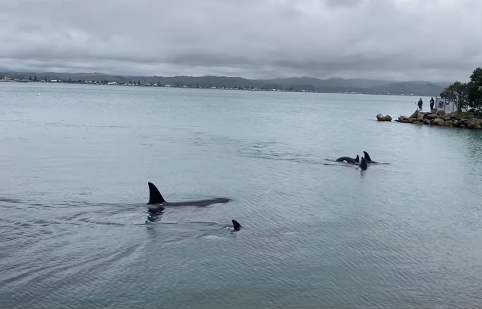 Rescued Orca visits Napier Port with calf