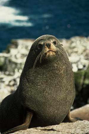 Residents asked to keep distance from seals over coming months.